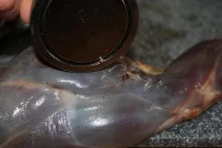 【JACHTMAGNEET / HAGELMAGNEET 】– Jacht Accessoires 2020 – Hagel Verwijderaar – Jagers Cadeau - Wild Magneet -Campingwinkel 1200x800 260